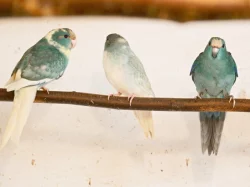 Prodám kakariki rudočelé