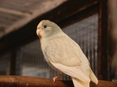 Prodám kakariki rudočelé