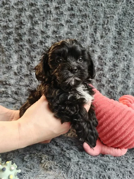 💚 Ruská barevná bolonka – štěňata s PP z chovatelské stanice Tlapky radosti (FCI)