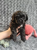 💚 Ruská barevná bolonka – štěňata s PP z chovatelské stanice Tlapky radosti (FCI)