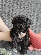 💚 Ruská barevná bolonka – štěňata s PP z chovatelské stanice Tlapky radosti (FCI)