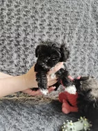 💚 Ruská barevná bolonka – štěňata s PP z chovatelské stanice Tlapky radosti (FCI)