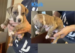 Prodej štěňat- Stafordširský Americký teriér