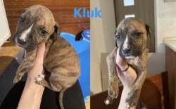 Prodej štěňat- Stafordširský Americký teriér