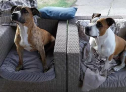 Prodej štěňat- Stafordširský Americký teriér