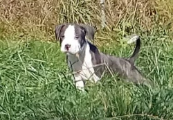 Americký stafordšírský teriér