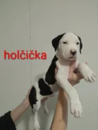 Americký stafordšírský teriér