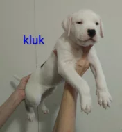 Americký stafordšírský teriér