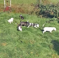 Americký stafordšírský teriér