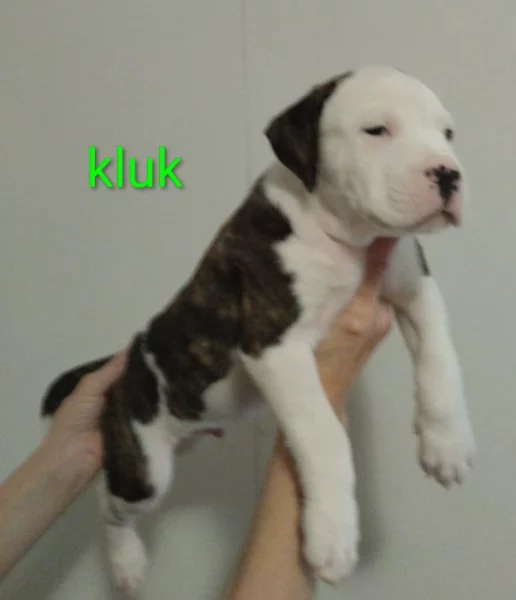 Americký stafordšírský teriér