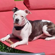 Americký stafordšírský teriér