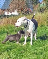 Americký stafordšírský teriér