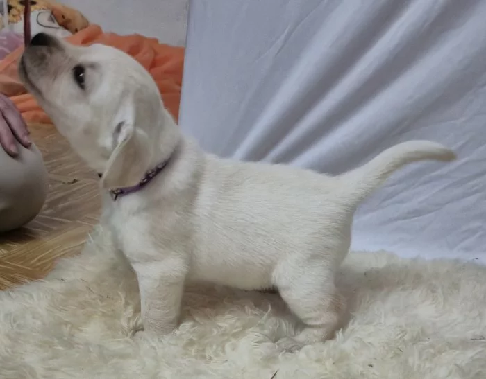 Štěňata labradorského retrievera s PP