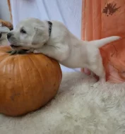 Štěňata labradorského retrievera s PP