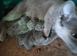 Ruská modrá - kocourci bez pp