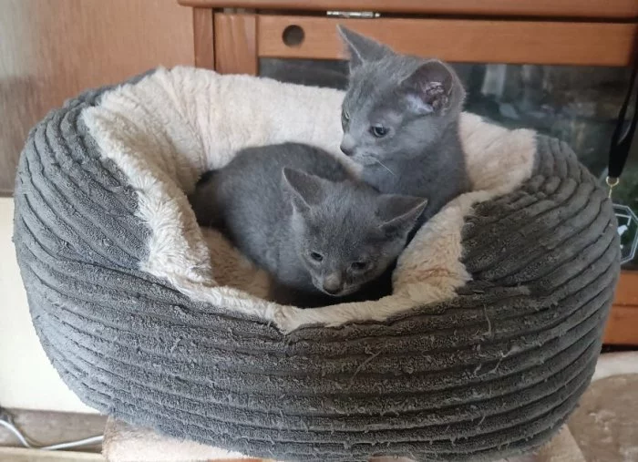 Ruská modrá - kocourci bez pp