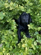 Labradorský retrívr s PP