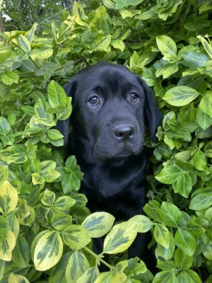 Labradorský retrívr s PP