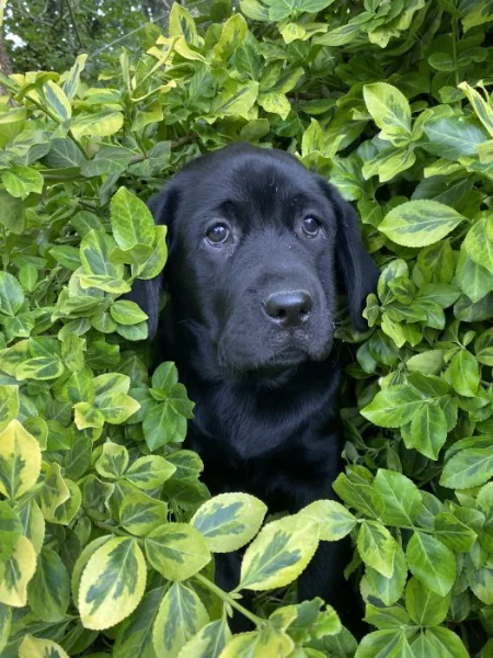 Labradorský retrívr s PP