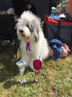 Poslední pejsek - Bobtail s PP