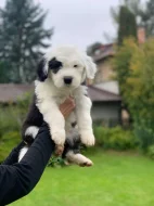 Poslední pejsek - Bobtail s PP