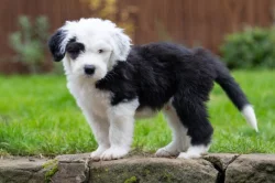 Poslední pejsek - Bobtail s PP