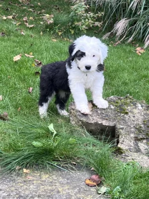 Poslední pejsek - Bobtail s PP