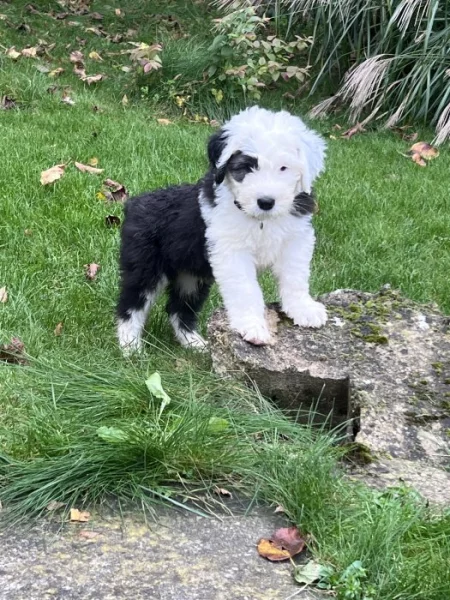 Poslední pejsek - Bobtail s PP