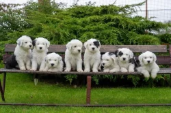 Poslední pejsek - Bobtail s PP