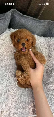 Koupím štěně TOY PUDLA Red