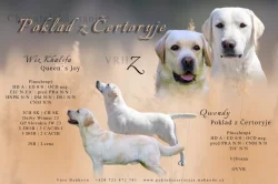 Labrador - štěňátka s PP