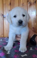 Labrador - štěňátka s PP