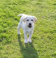 Labrador s PP - volný pejsek