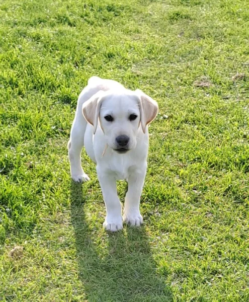 Labrador s PP - volný pejsek