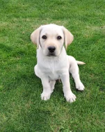 Labrador s PP - volný pejsek