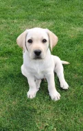 Labrador s PP - volný pejsek