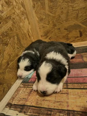 Border kolie štěně bez PP