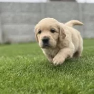 Zlarý retriever šteniatka s PP