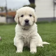 Zlarý retriever šteniatka s PP