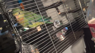 🕊️ Mladý papoušek nádherný s klecí a vybavením – Praha 3