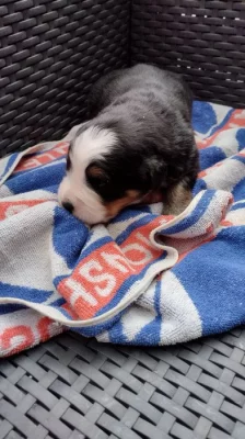 Bernský salašnický pes