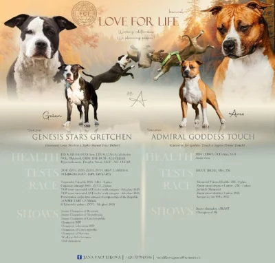 Americký stafordširský teriér