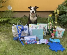 Americký stafordširský teriér