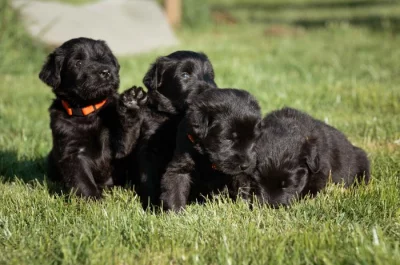 Knírač velký černý s PP