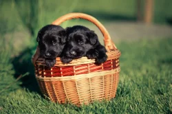 Knírač velký černý s PP