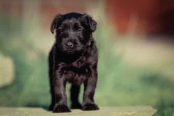 Knírač velký černý s PP