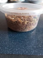 Živí mouční červi