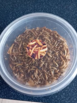 Živí mouční červi