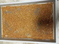 Živí mouční červi