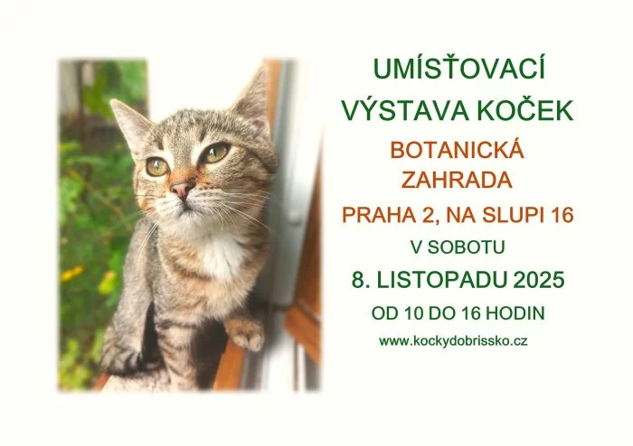 Umísťovací výstava koček